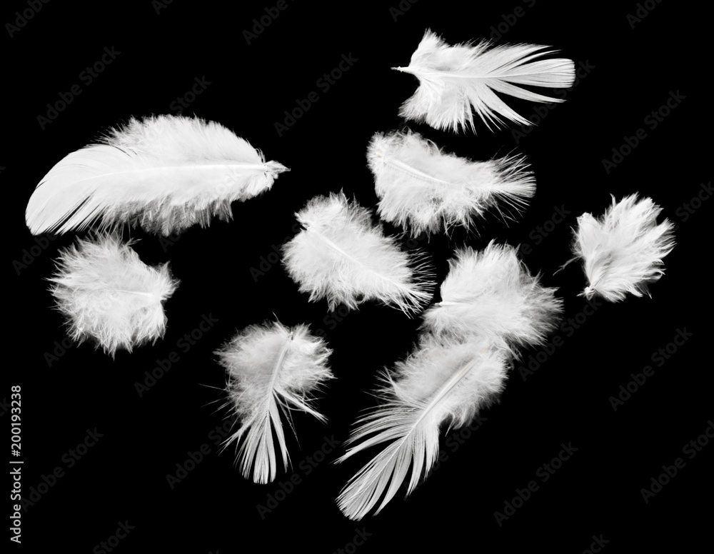 Obraz premium Feather.