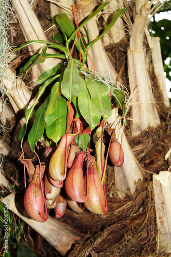 Nepentes, or Kuvshynochnik - predatory plant, most grow in tropical Asia
 photo