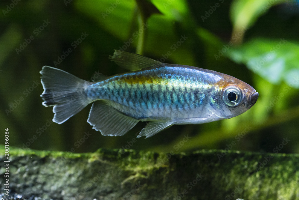 Fototapeta premium Tetra Congo fish under the surface.