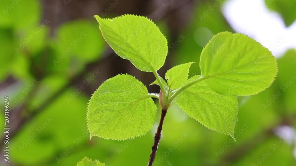 ブナの葉の揺らめき ブナの葉の揺らめき