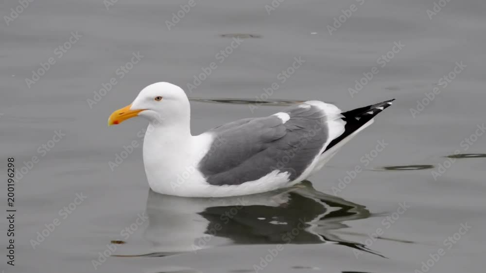 HD Video of California Gull swimming in shallow water. The South Bay California gull population has grown from less than 1,000 breeding birds in 1982 to over 33,000 in 2006. HD Video of California Gull swimming in shallow water. The South Bay California gull population has grown from less than 1,000 breeding birds in 1982 to over 33,000 in 2006.