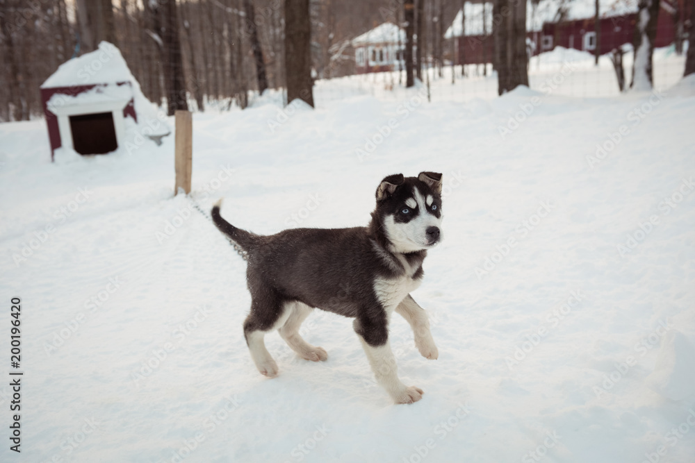 Siberian dog awaiting on snow Siberian dog awaiting on snow