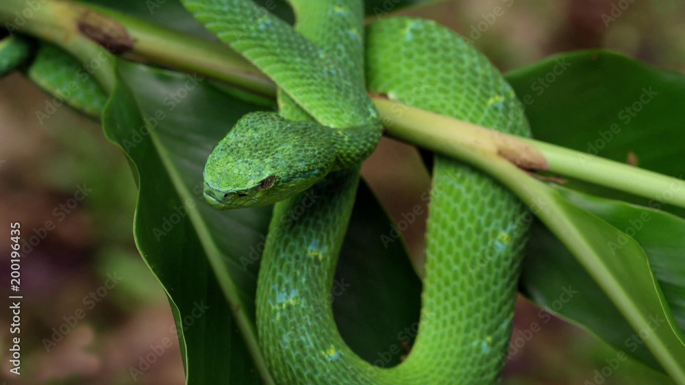 Obraz premium Green snake on a branch