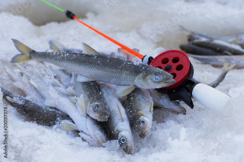 The caught silver smelt (Osmerus) is near a hole. A bunch of fish and a rod are on the ice. It is a successful winter fishing.