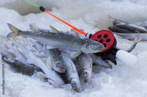 Foto The caught silver smelt (Osmerus) is near a hole