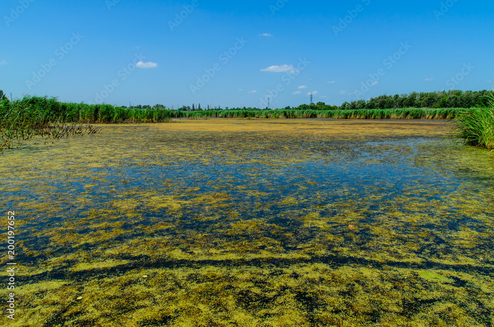Fototapeta premium Green algae on surface of the lake