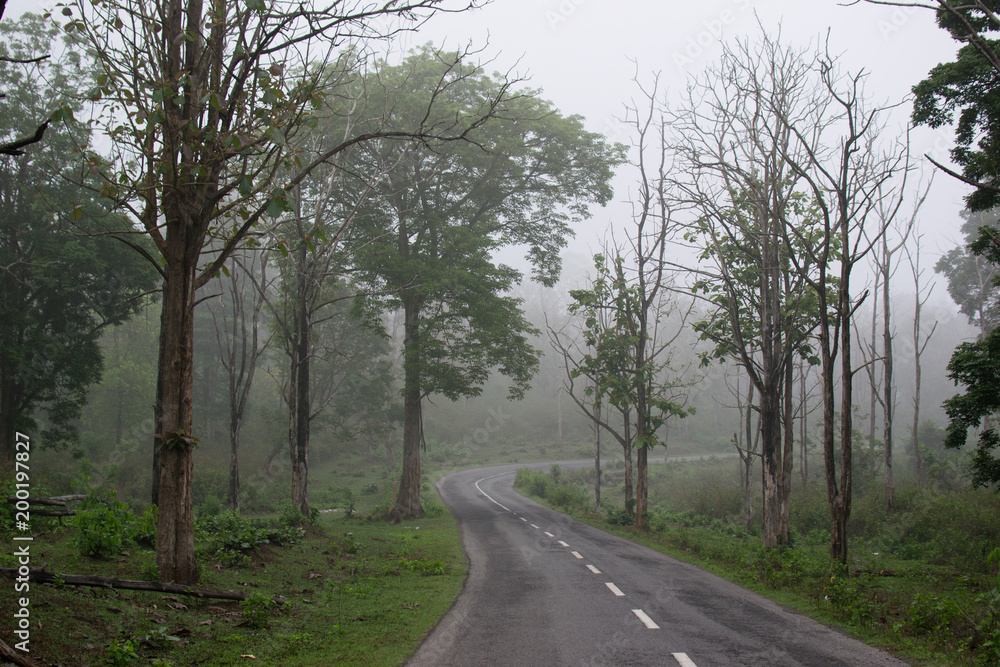 beautiful road inside forest 