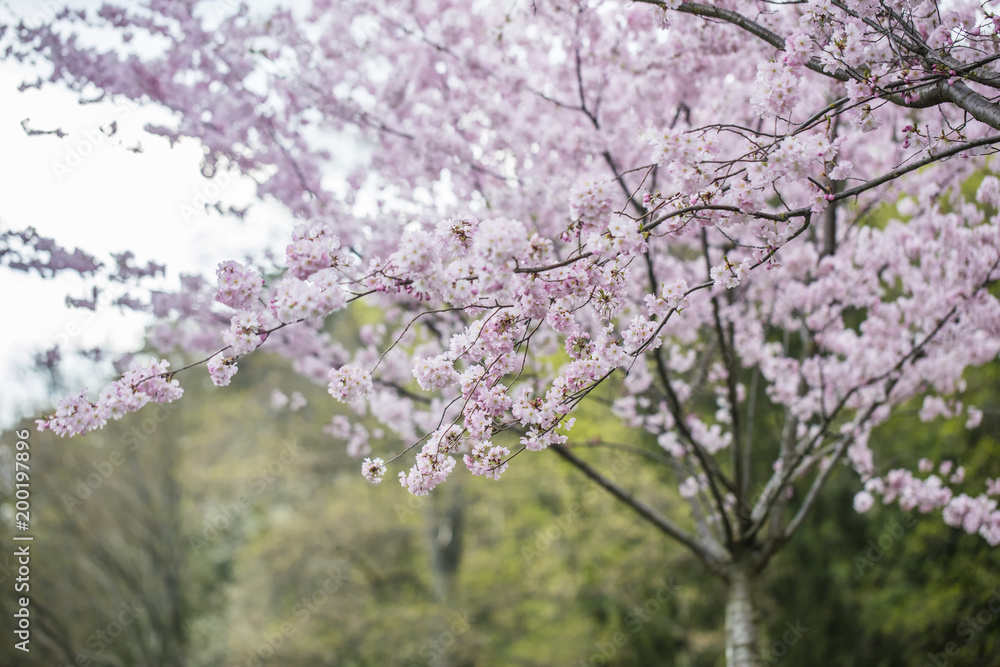 cherry tree in bloom cherry tree in bloom