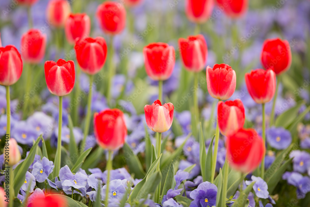 Fototapeta premium チューリップ畑