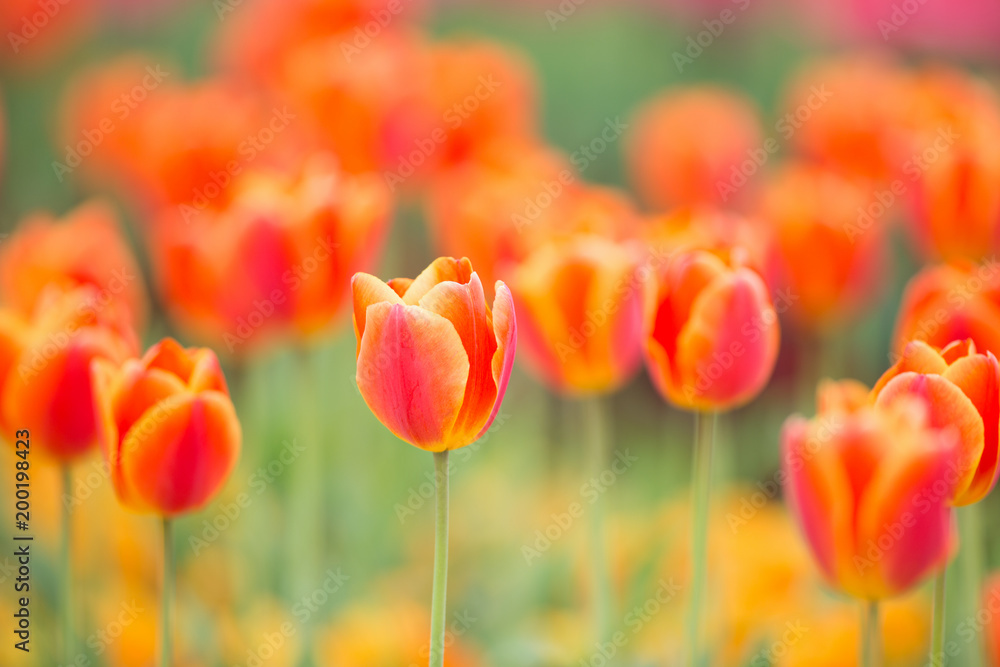 Obraz premium チューリップ畑