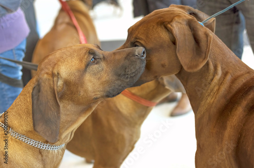 Two Rhodesian Ridgeback dogs sniff each other