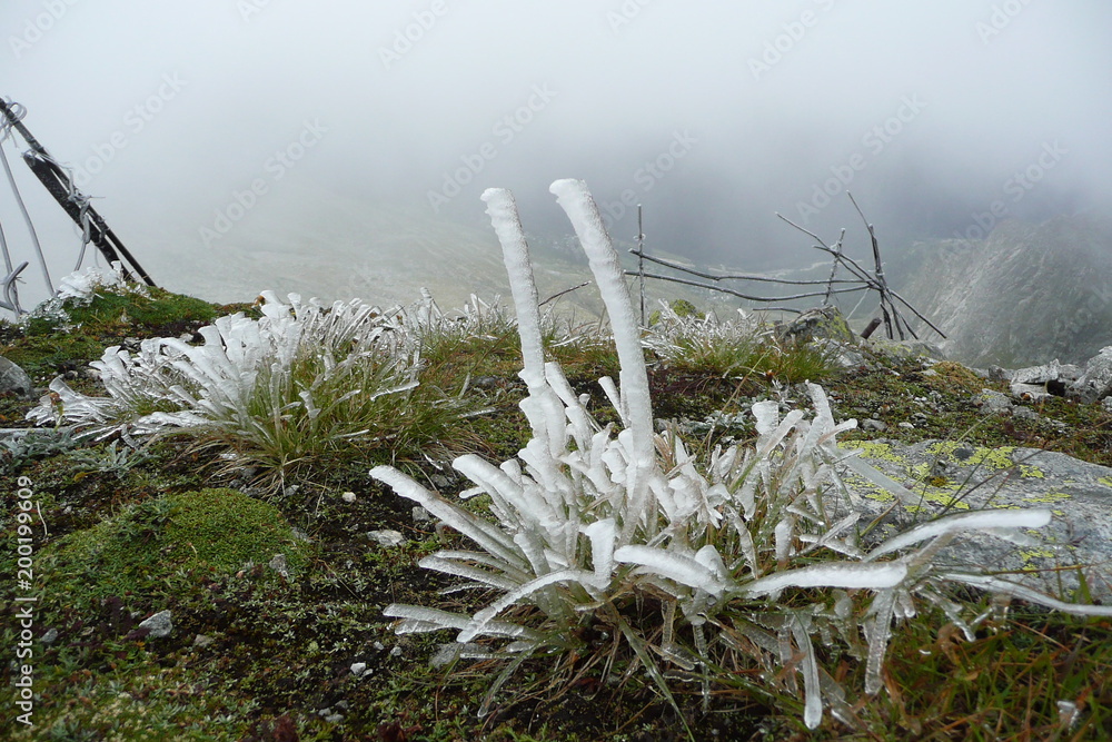 Frozen strains of grass