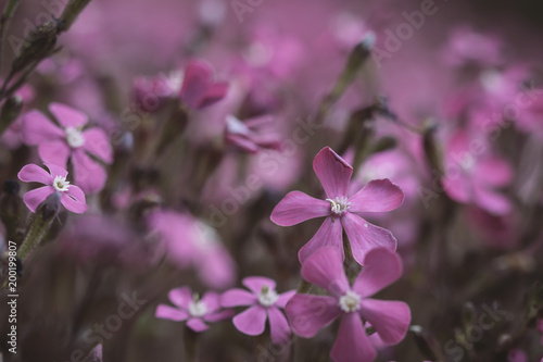 Many pink flowers in bloom on a flowerbed garden