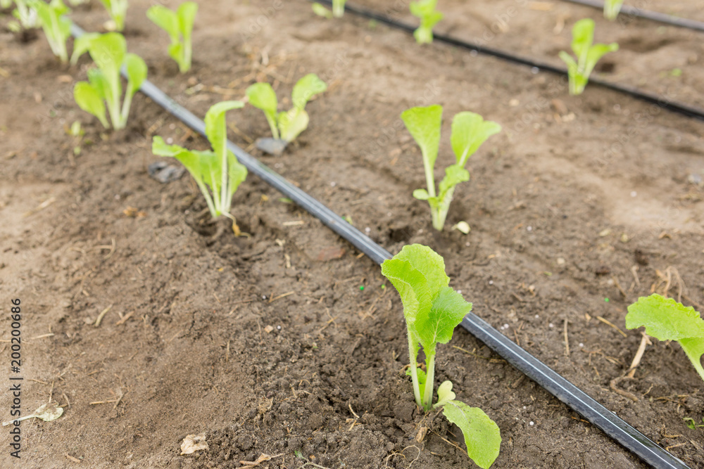 seedlings in the open ground and pipes of drip irrigation, agricultural land seedlings in the open ground and pipes of drip irrigation, agricultural land