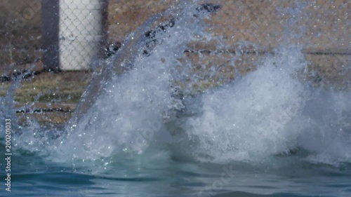 Wallpaper Mural White tiger slow motion jumping into water Torontodigital.ca