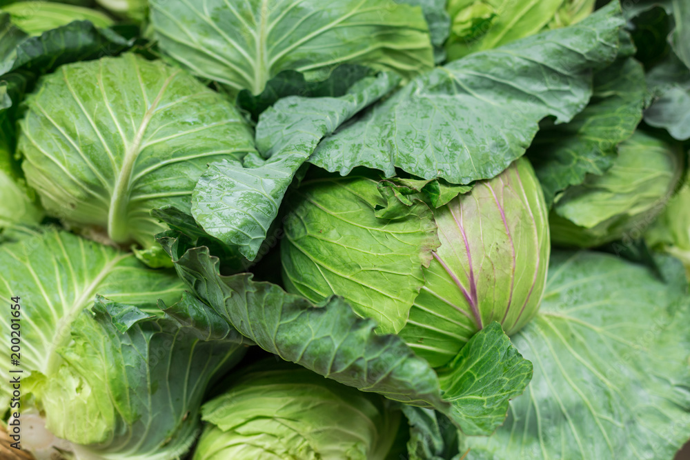 Green cabbage harvest. Green cabbage harvest.