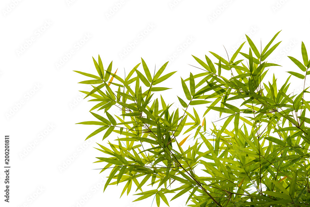 Isolated bamboo leaves on white background. Isolated bamboo leaves on white background.