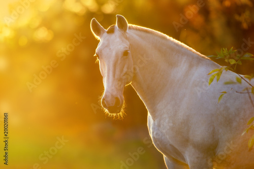Fototapeta Naklejka Na Ścianę i Meble -  Horse silhouette at sunlight