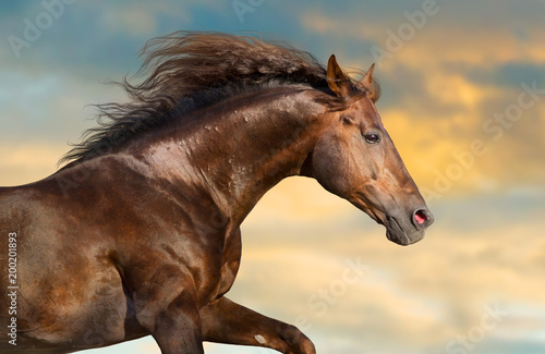 Red horse with long mane portrait against sunset sky