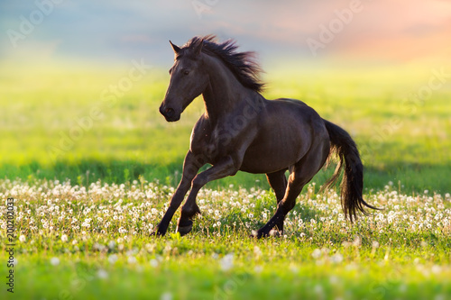 Black stallion run free on spring meadow