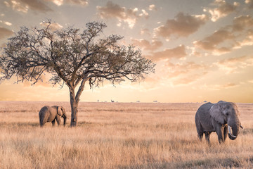 Papier peint photo Éléphant Éléphant dans les plaines du Serengeti  © PUTSADA