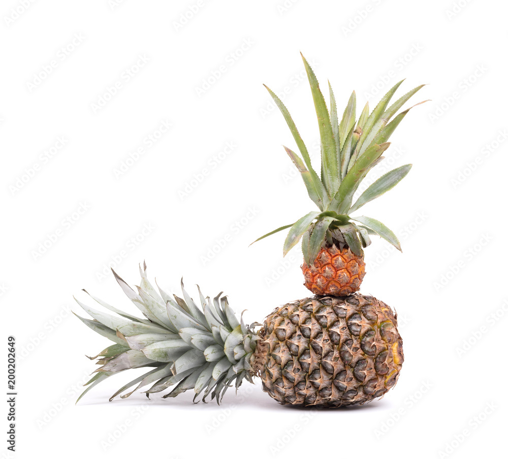 Fototapeta premium Mini fruit pineapple with a big one