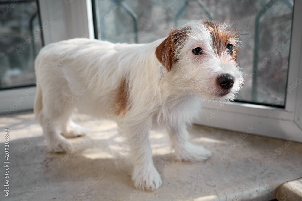 Portrait Jack Russell Terrier dog. Stands on a stone windowsill.