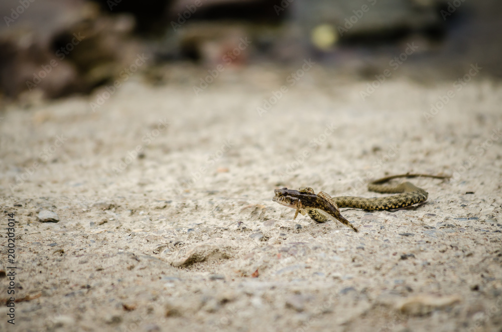 Aesculapian snake (Zamenis longissima - Elaphe longissima) Aesculapian snake (Zamenis longissima - Elaphe longissima)