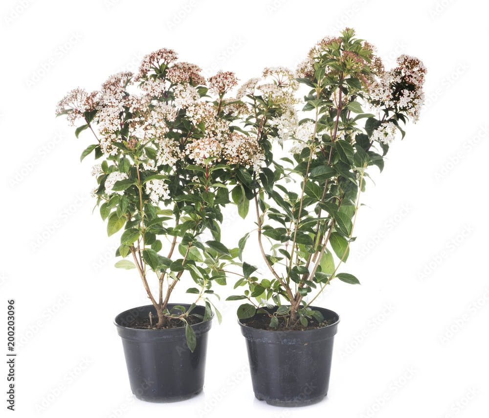 Viburnum Tinus VIBURNO TINO - Vivai Frappetta Roma