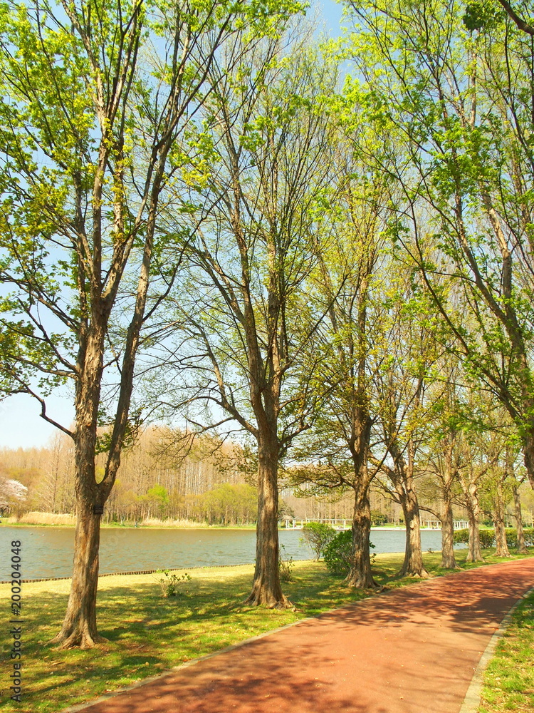 Obraz premium 春のみさと公園風景