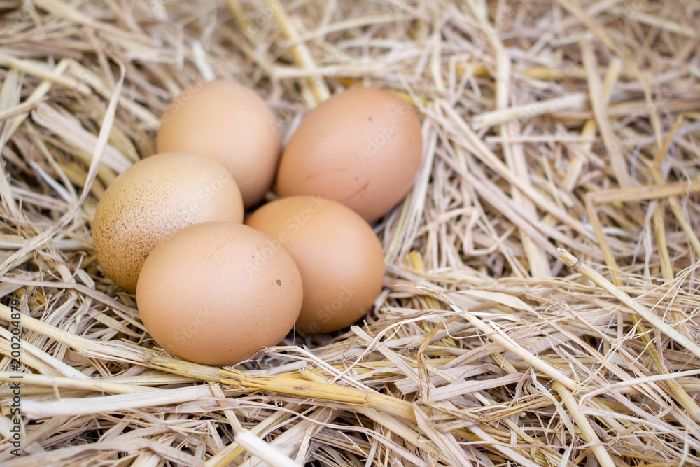 eggs in natural nest