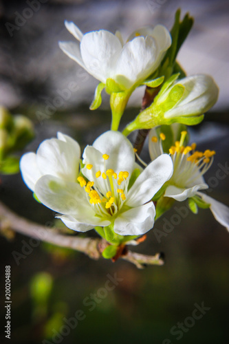 Fototapeta Naklejka Na Ścianę i Meble -  cherry flower close up