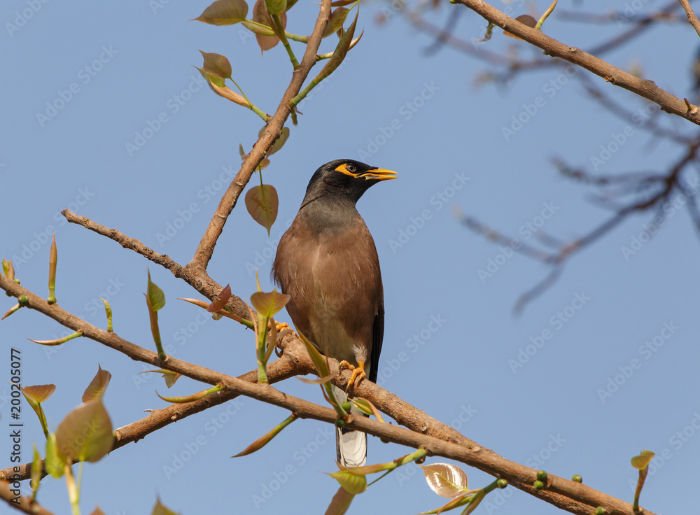 Indian mynah sitting on branch of tree Indian mynah sitting on branch of tree