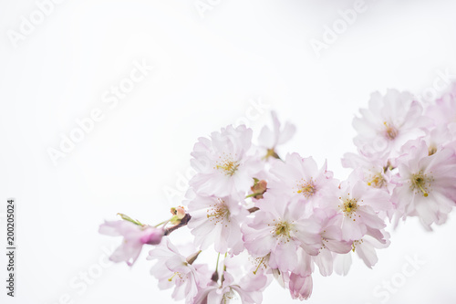 Fototapeta Naklejka Na Ścianę i Meble -  cherry pink tree in bloom