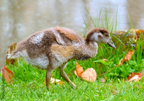 Nilgans Junges