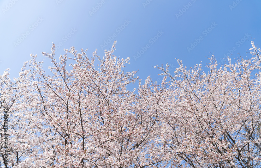 満開の桜と青空　背景用
