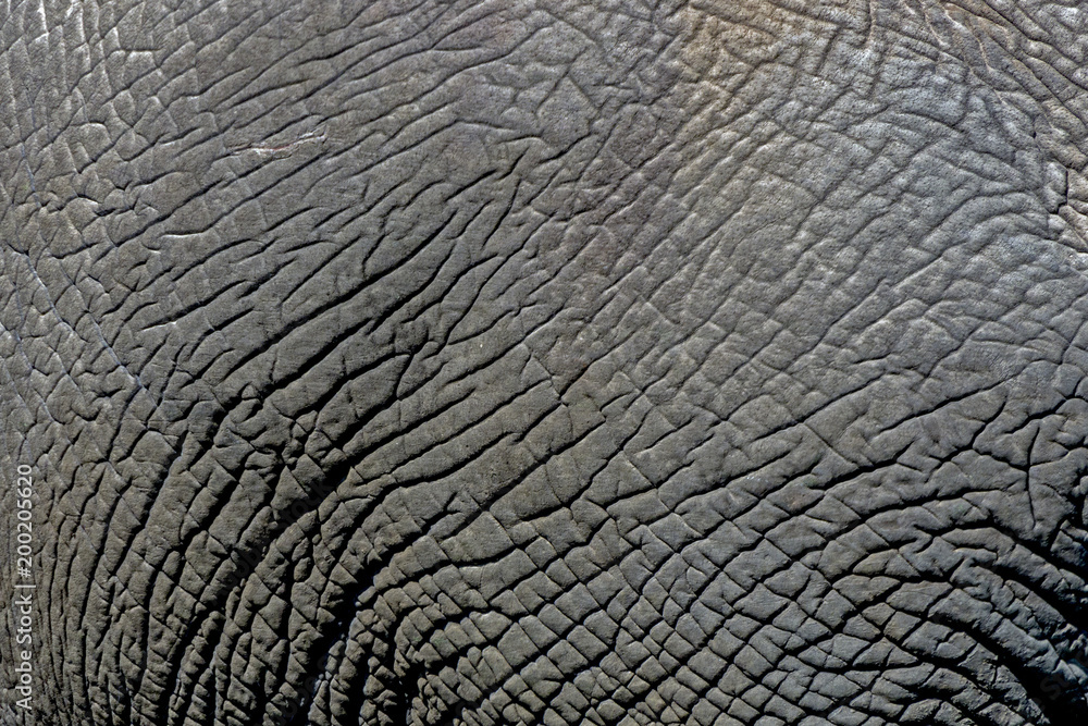 Close up Details of Wild Elephant Skin Background, Close up Details of Wild Elephant Skin Background,