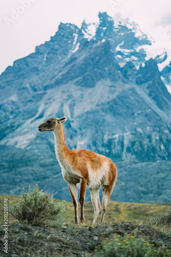 One lama in Patagonia torres del paine blue background