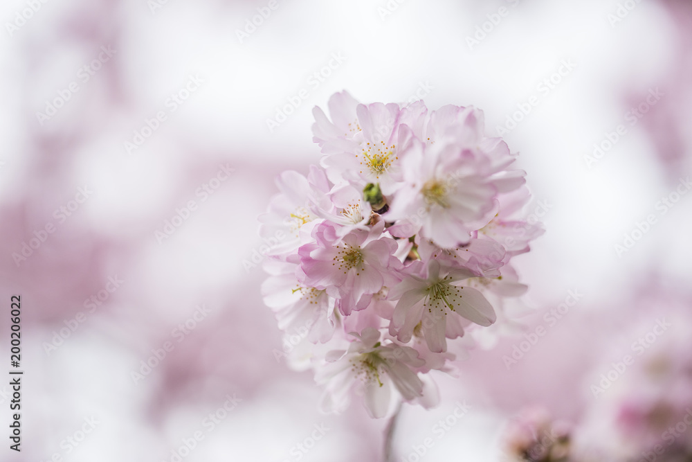 cherry pink tree in bloom