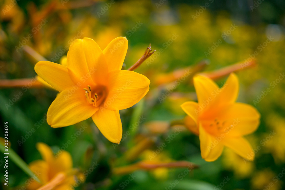 Fototapeta premium Close up flower plant during its flowering, nature.