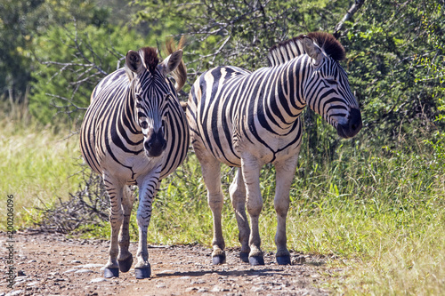 Two Zebra on Dirt Road in Natural Bushland Landscape