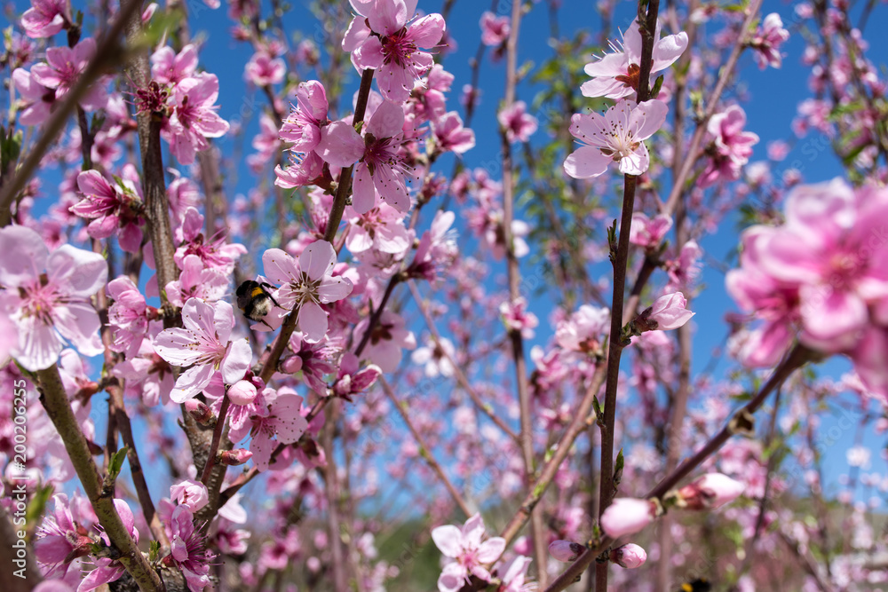 Flowering peach tree garden