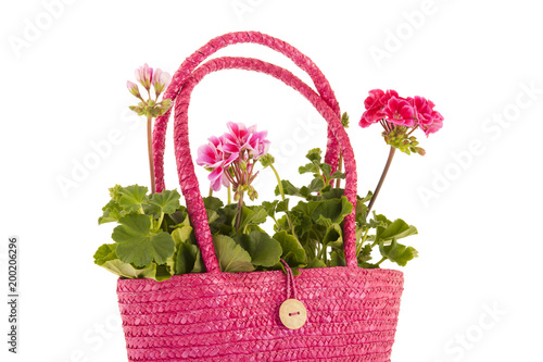 Fototapeta Naklejka Na Ścianę i Meble -  Pelargoniums for the garden