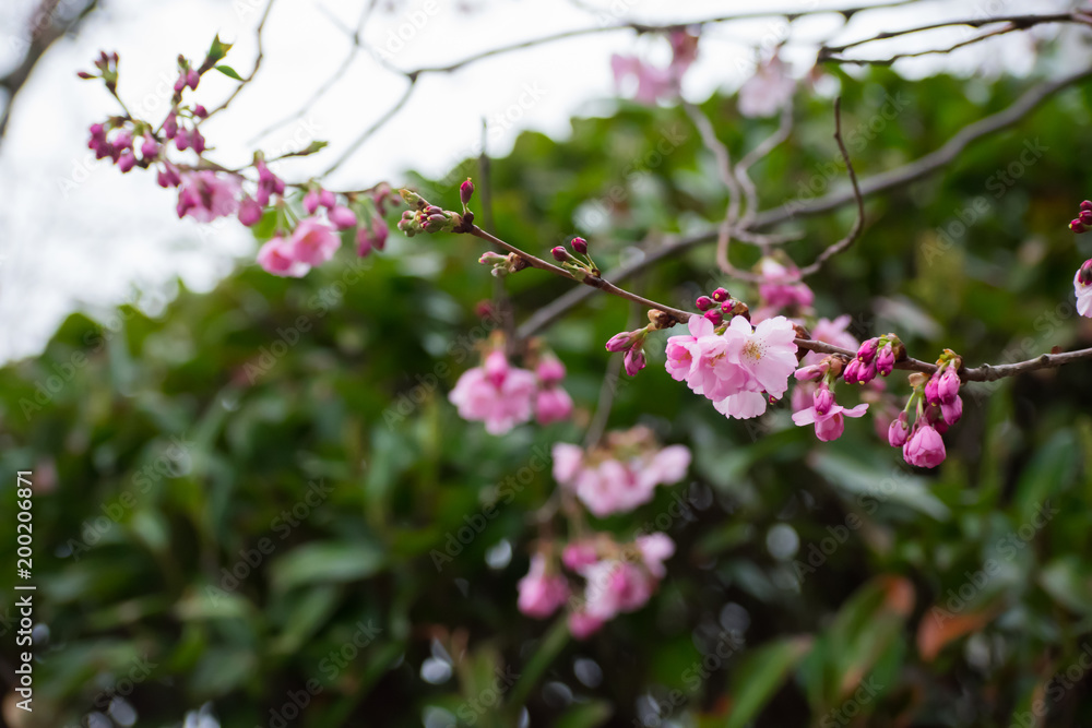 Pink White Cherry Blossom Blooming Early In Spring Flowers Tree Branches Pink White Cherry Blossom Blooming Early In Spring Flowers Tree Branches