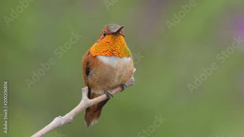 Male Rufous Hummingbird flashing its iridescent gorget feathers. photo