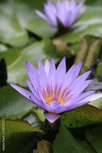 Water Lily