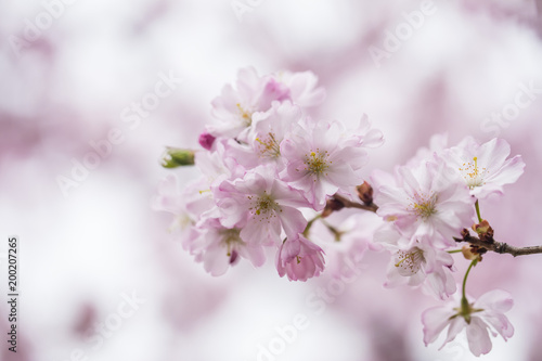 cherry tree in bloom © babaroga