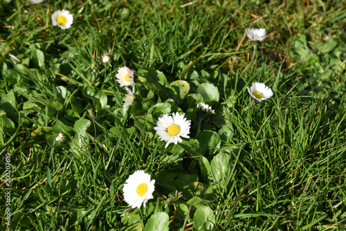 White spring flowers, green grass