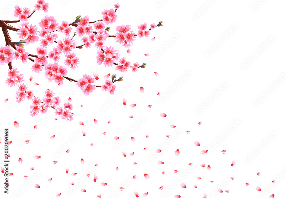 Sakura loses petals in the wind. Branches with pink flowers and cherry buds. isolated on white background. illustration