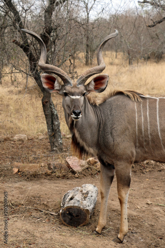 Kudu